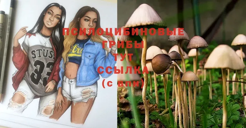 mega ссылки  Можга  Галлюциногенные грибы Psilocybe 